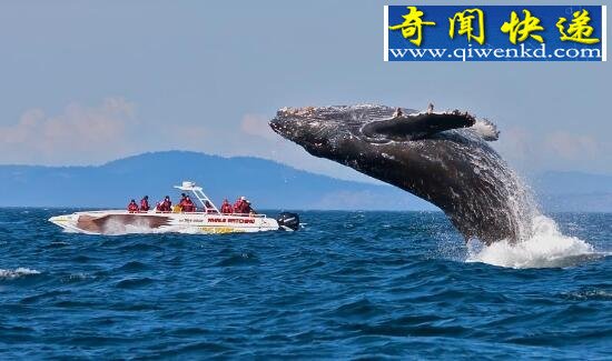 全球第二大鲸,长须鲸仅次于蓝鲸(26.8米/86.1吨)