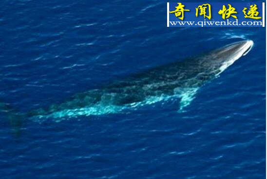 全球第二大鲸,长须鲸仅次于蓝鲸(26.8米/86.1吨)