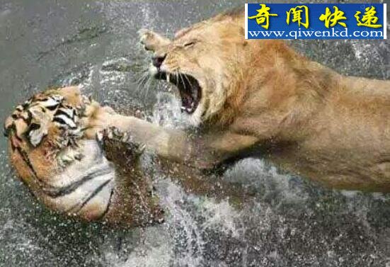 老虎和狮子谁厉害,老虎完爆狮子几条街