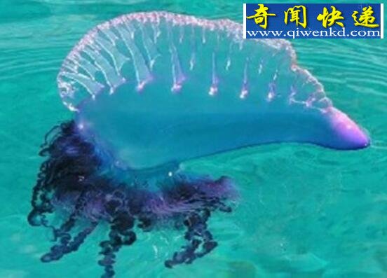 世界上最毒的水母,僧帽水母(剧毒可致人死亡)
