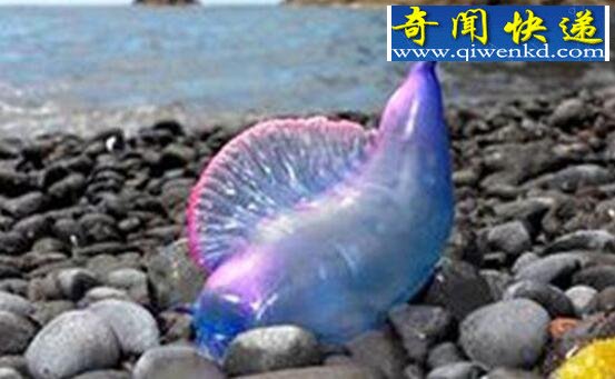 世界上最毒的水母,僧帽水母(剧毒可致人死亡)