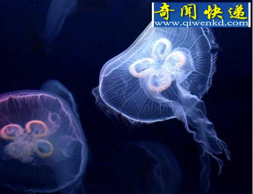 动物界的“活化石”,桃花水母(像花瓣散落在水中)