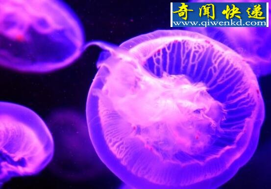 动物界的“活化石”,桃花水母(像花瓣散落在水中)