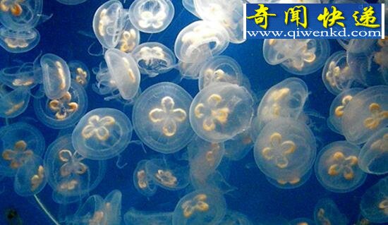 动物界的“活化石”,桃花水母(像花瓣散落在水中)