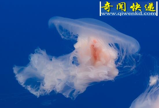 水母能吃吗,只有海月水母和海蜇能吃(其他都不能)