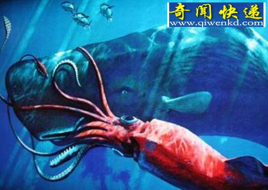 抹香鲸vs大王乌贼,抹香鲸完爆大王乌贼(视频)
