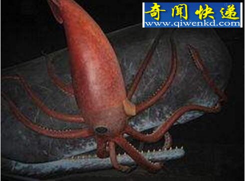 抹香鲸vs大王乌贼,抹香鲸完爆大王乌贼(视频)