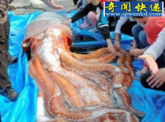 抹香鲸vs大王乌贼,抹香鲸完爆大王乌贼(视频)