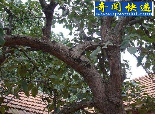 降龙木是什么,一种灌木丛生植物(世界珍贵野生资源)
