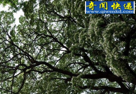 降龙木是什么,一种灌木丛生植物(世界珍贵野生资源)