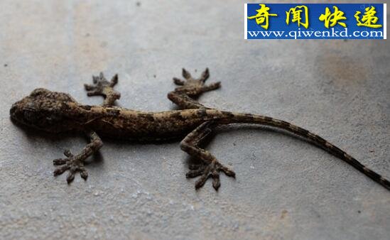 壁虎有毒吗,一般无毒(壁虎尿液剧毒)