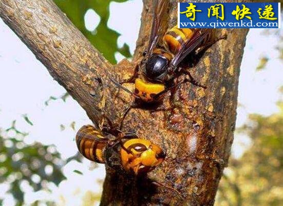 世界五大毒蜂之一,中国大虎头蜂(蜇人致命)