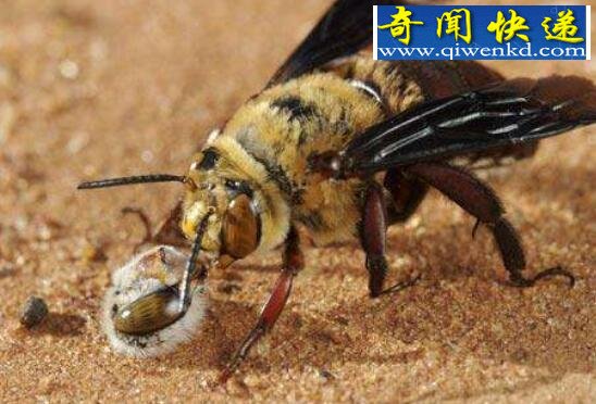 世界五大毒蜂之一,中国大虎头蜂(蜇人致命)
