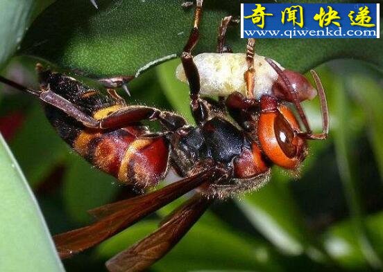 世界五大毒蜂之一,中国大虎头蜂(蜇人致命)