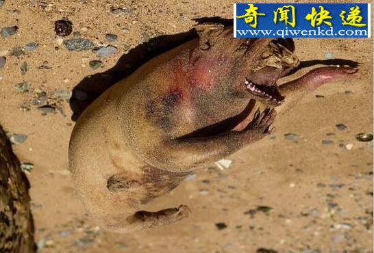 诡异的曼哈顿怪兽,实则一只被遗弃的烤猪(粉红色)