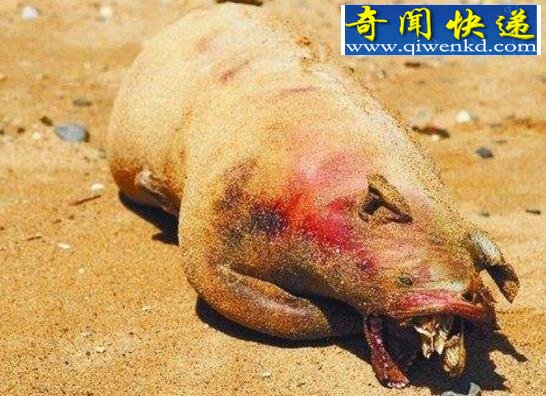 诡异的曼哈顿怪兽,实则一只被遗弃的烤猪(粉红色)
