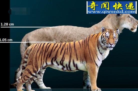 史上最大的猫科动物,残暴狮以野牛为食(4米/800斤)