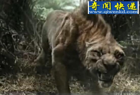 史上最大的猫科动物,残暴狮以野牛为食(4米/800斤)