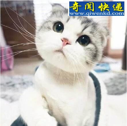 盘点世界上十大最可爱的动物,蜘蛛也可以这么萌萌哒