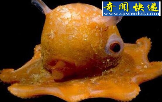 盘点世界上十大最可爱的动物,蜘蛛也可以这么萌萌哒