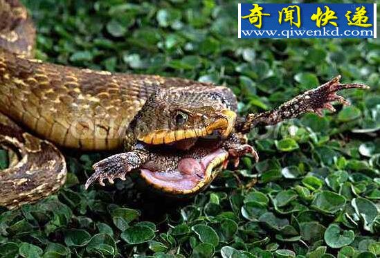最怂的蛇猪鼻蛇,屎尿齐飞会装死(有毒牙不敢攻击)