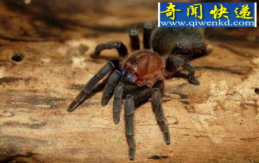 世界上最毒的蜘蛛,上户蜘蛛(看见它眼睛就会瞎)