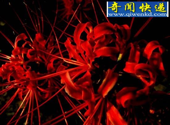 关于彼岸花的传说,花与叶生生世世两相错