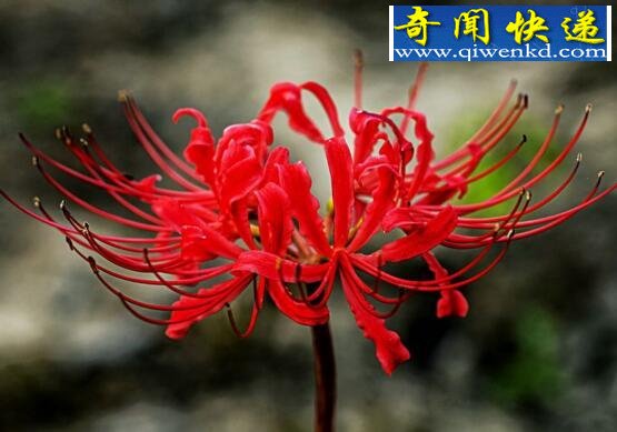 关于彼岸花的传说,花与叶生生世世两相错