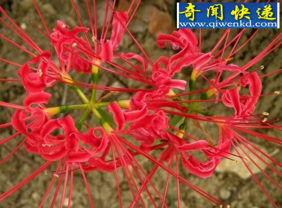 关于彼岸花的传说,花与叶生生世世两相错