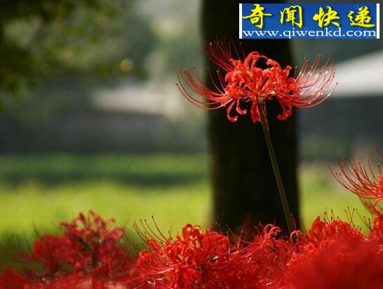 彼岸花图片大全,各种各样的彼岸花图片