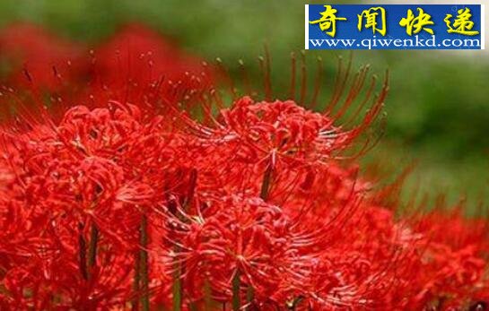 彼岸花图片大全,各种各样的彼岸花图片