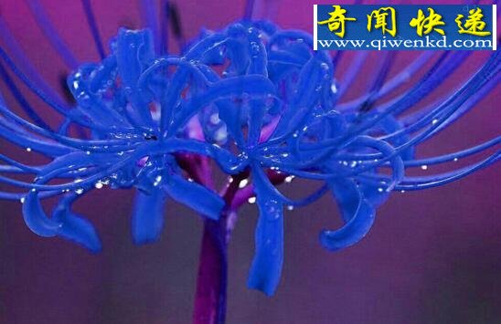 彼岸花图片大全,各种各样的彼岸花图片