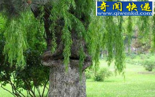 吃人植物食人柳,折磨猎物致死后吐出白骨(虚构)