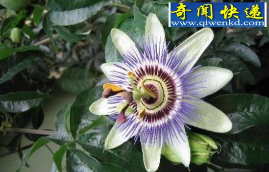 吃人植物食人柳,折磨猎物致死后吐出白骨(虚构)