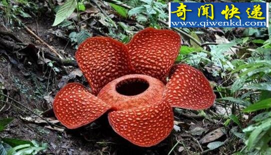 外表娇艳的食人花,吞食十条生命才会开一朵花
