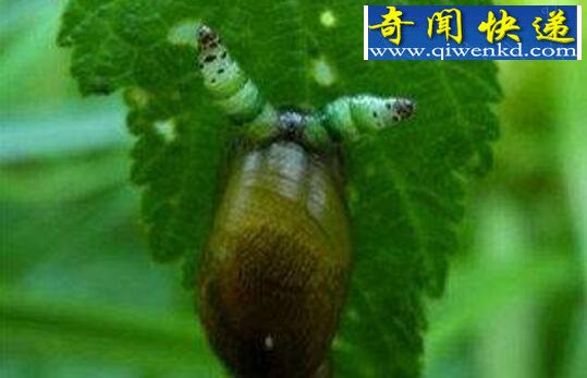 世界上最恐怖的蜗牛,僵尸蜗牛(被寄生虫控制大脑)