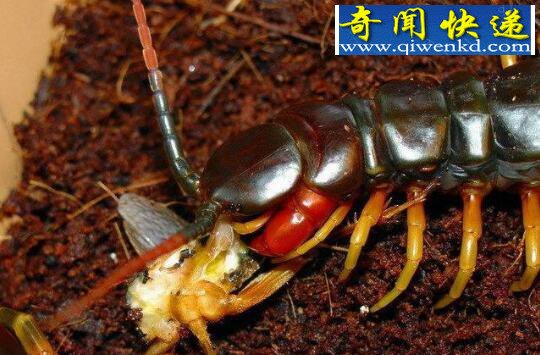 秘鲁巨人蜈蚣,最凶猛的巨型蜈蚣(捕杀蝙蝠)