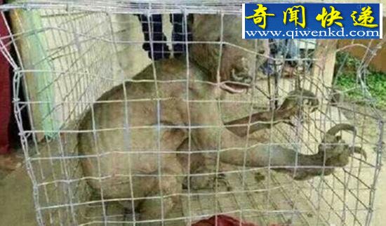 揭秘水猴子图片,水鬼拉人下水当替死