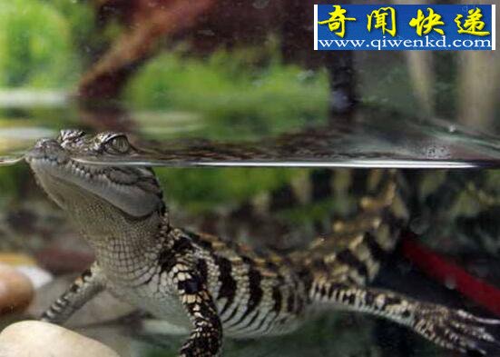 养再久也不认主人的生物,宠物鳄鱼(六亲不认)