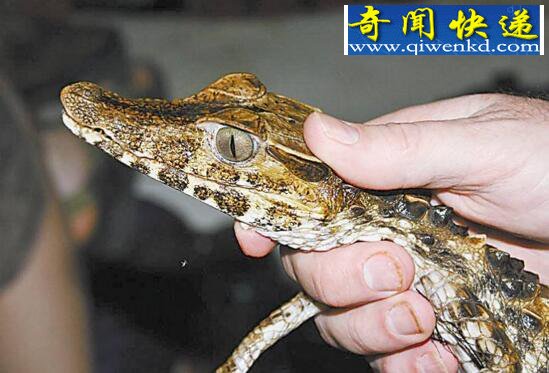 养再久也不认主人的生物,宠物鳄鱼(六亲不认)