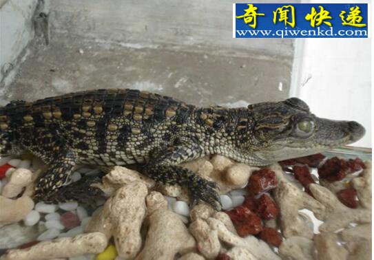 养再久也不认主人的生物,宠物鳄鱼(六亲不认)