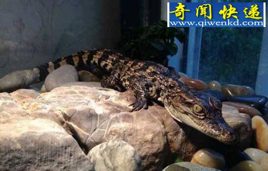 养再久也不认主人的生物,宠物鳄鱼(六亲不认)