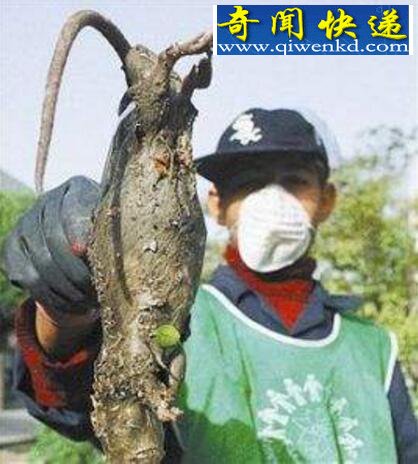 伊朗巨鼠,核辐射导致基因变异(吃人)
