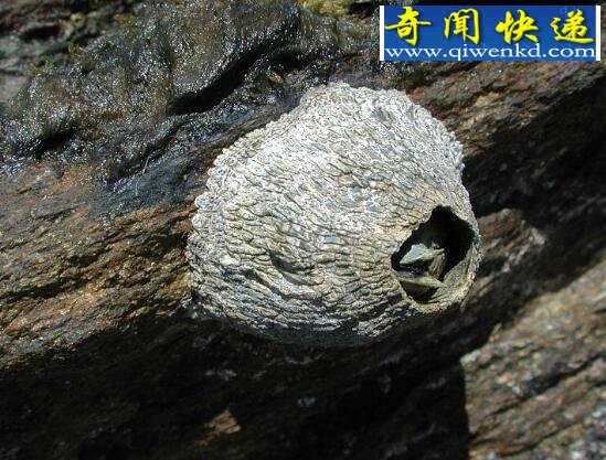 十种雌雄同体的动物,海兔竟会集体大乱交