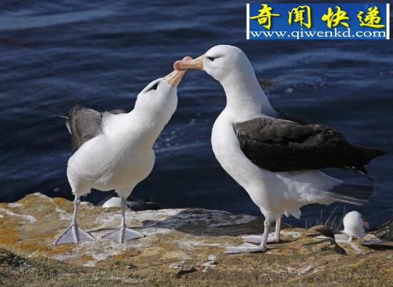 十大一夫一妻的动物,忠贞不二绝不偷情