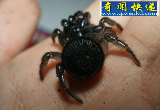世界上最奇怪的动物,神奇动物在这里