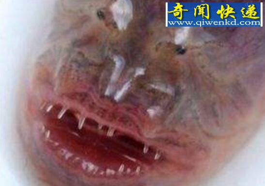 盘点世界上十种奇怪的生物,各种未知生物大全
