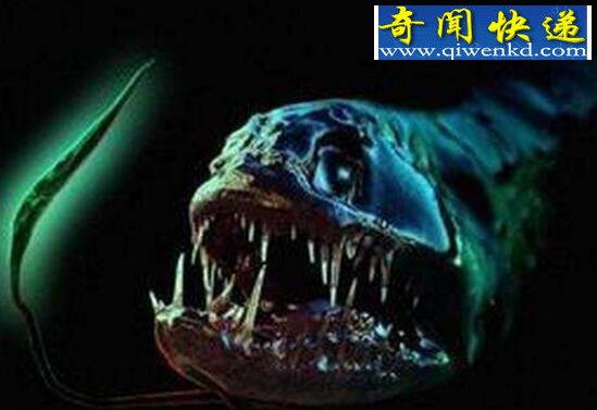盘点世界上十种奇怪的生物,各种未知生物大全