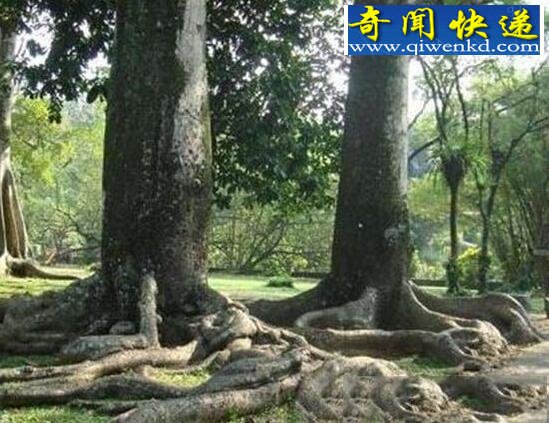 世界上最凶猛的植物,食人树奠柏(虚构)