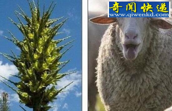 盘点世界上有趣的植物,香肠树形似男人的阳具(能吃)